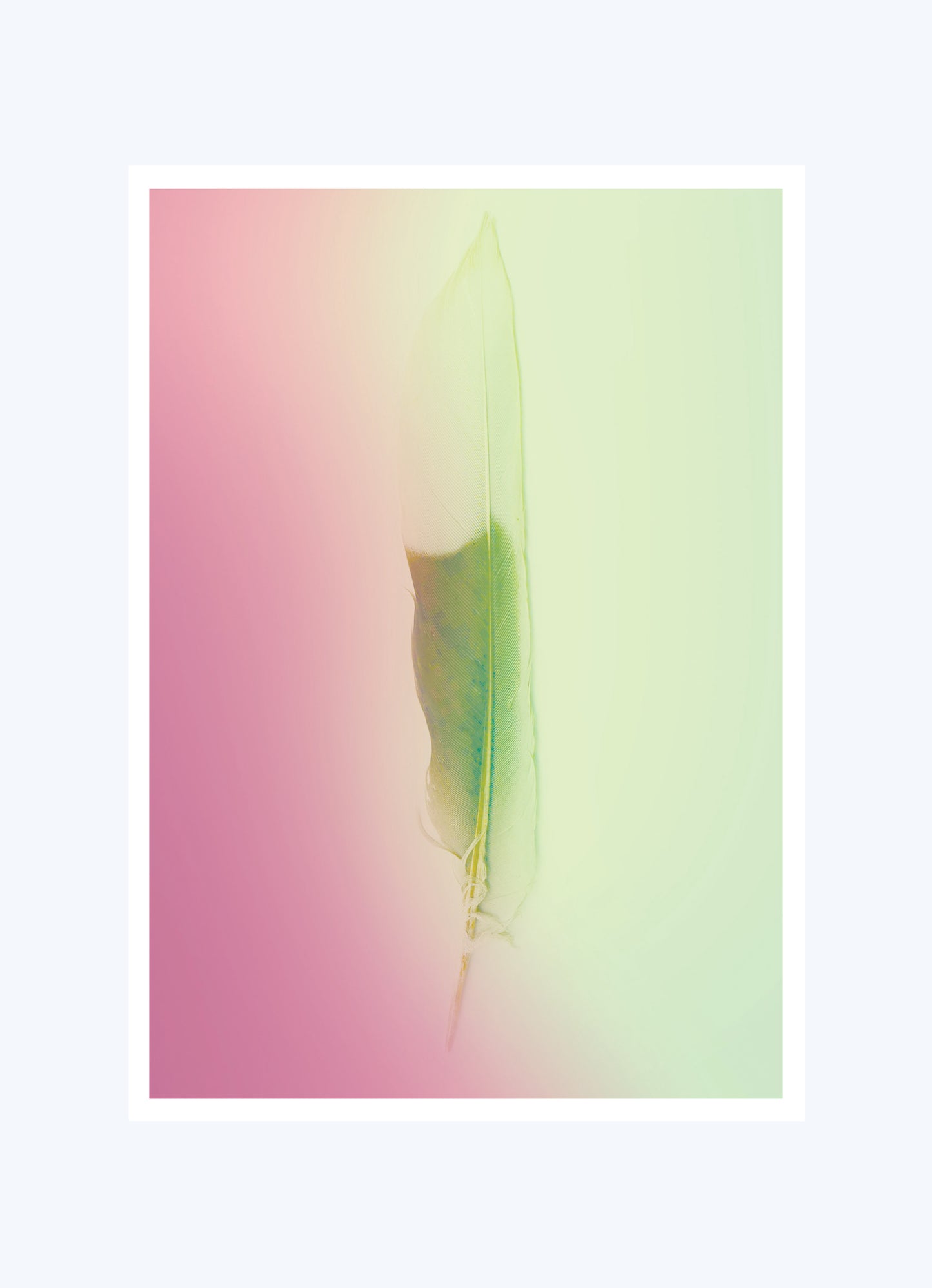 POSTCARDS (SET OF 5) GRADIENT FEATHER