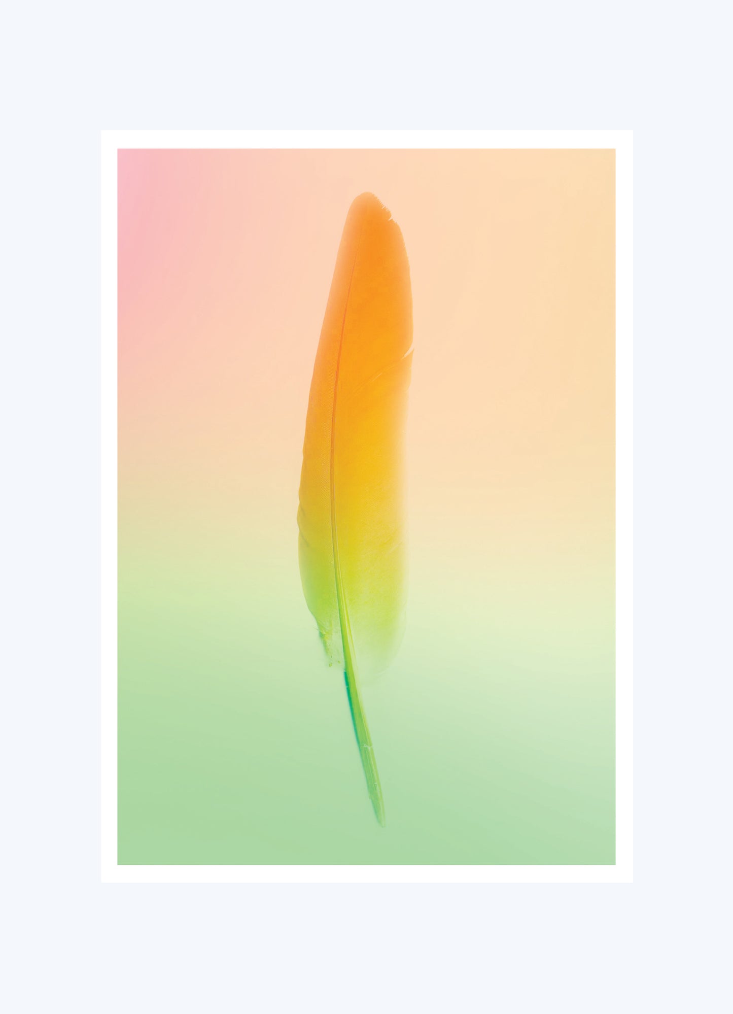 POSTCARDS (SET OF 5) GRADIENT FEATHER