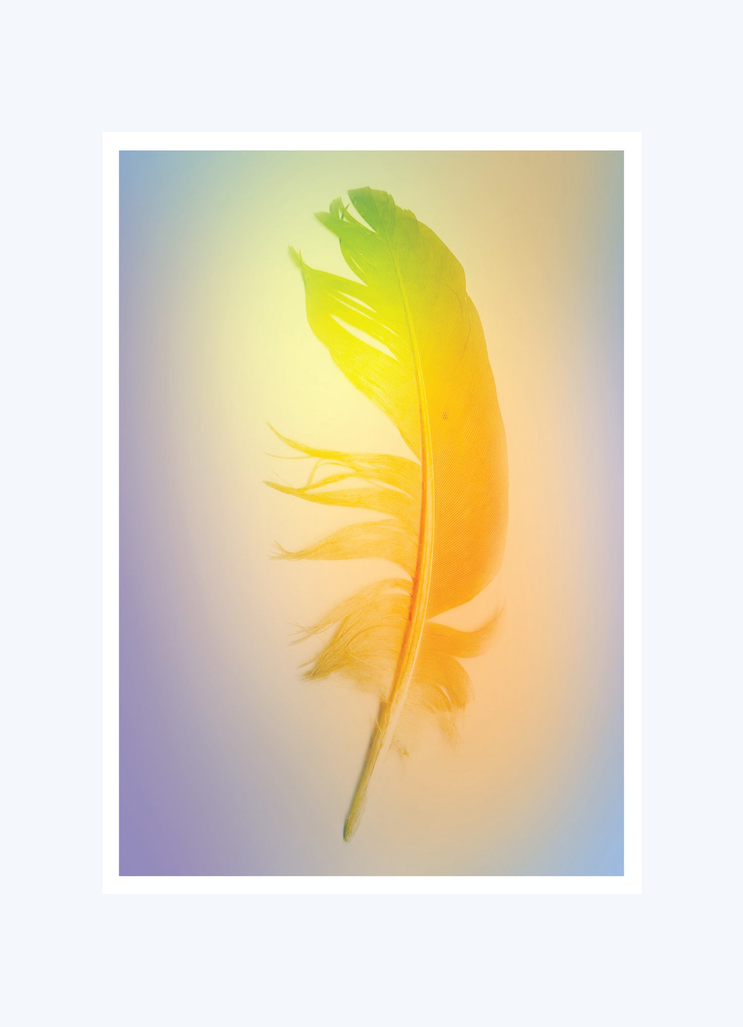 POSTCARDS (SET OF 5) GRADIENT FEATHER