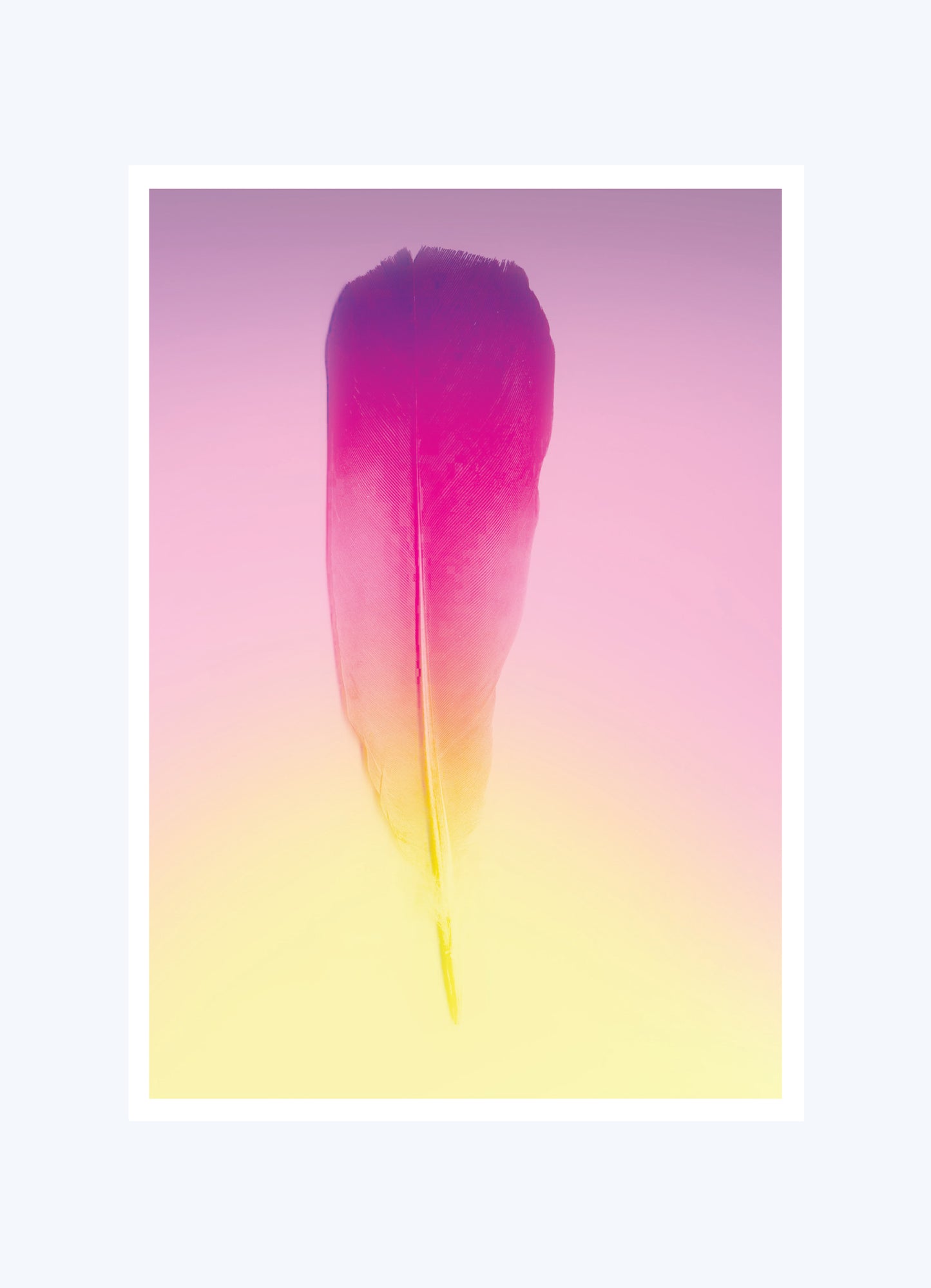 POSTCARDS (SET OF 5) GRADIENT FEATHER